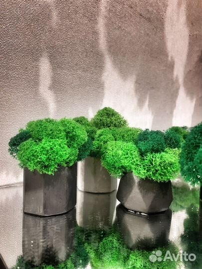 Кашпо со стабилизированным мхом