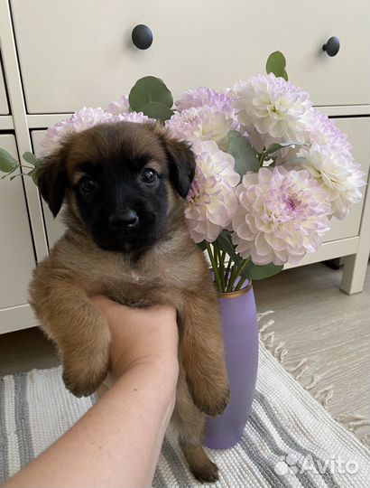 Щенок в добрые руки бесплатно