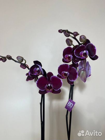 Орхидея фаленопсис стандарт