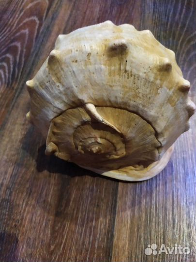 Большая морская раковина