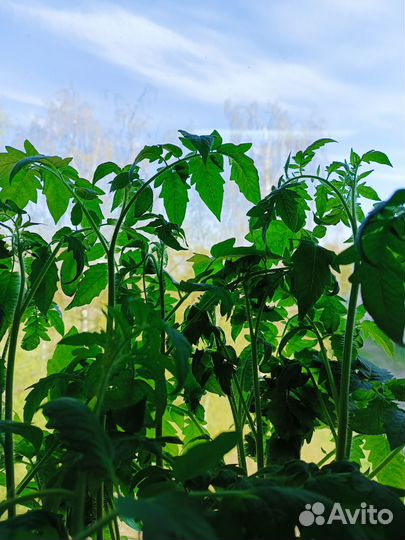 Рассада помидор, перцев, баклажанов