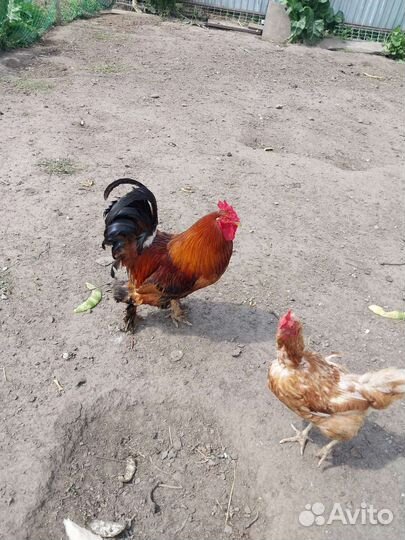 Куры и петухи брама