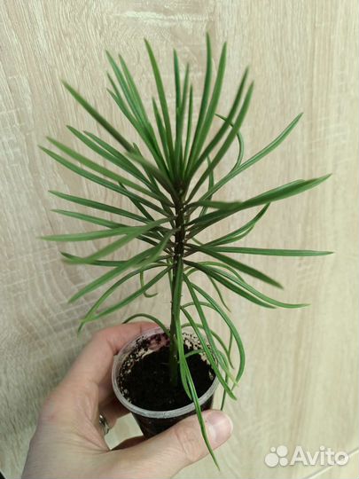 Суккуленты