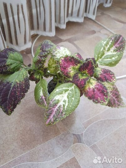 Колеус Аватар