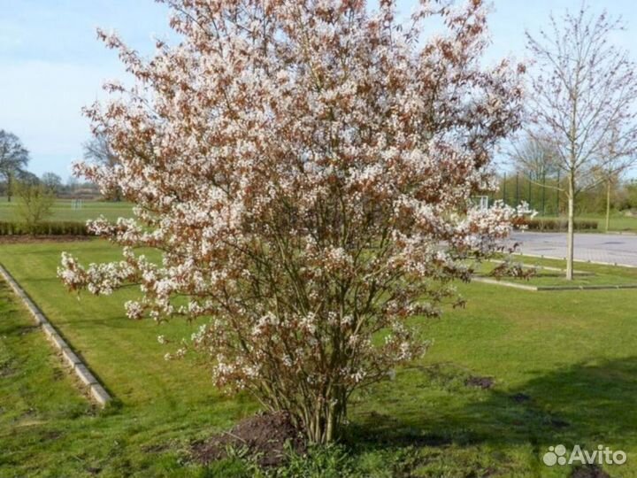 Саженцы Ирга Канадская (Б)