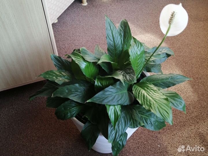 Спатифиллум