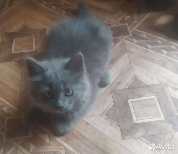 Русская голубая