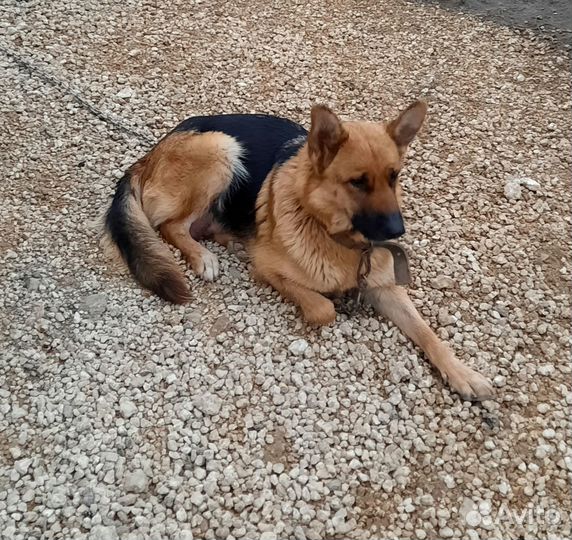 Щенки в добрые руки