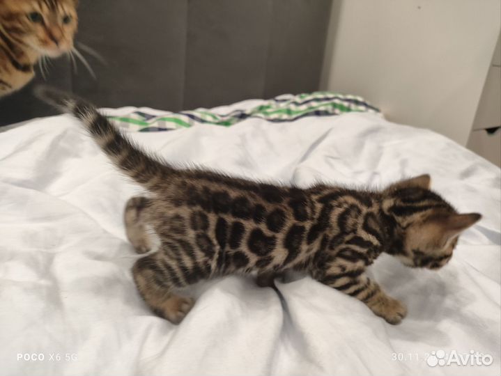 Бенгальская кошка котенок