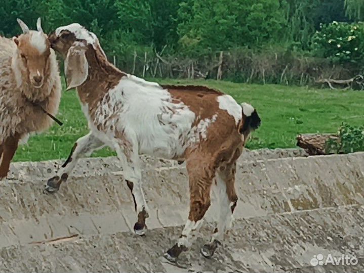 Коза и козлёнок англо-нубийская пород