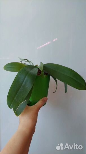 Орхидея бабочка Грин Бэтмен взрослая