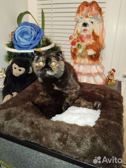 Шотландская вислоухая кошка