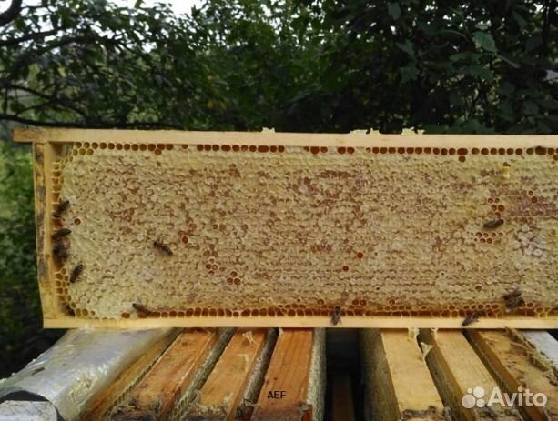 Мед 24 года натуральный оптом