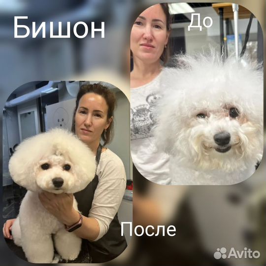 Стрижка собак