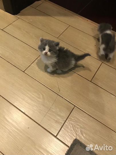 Кошка в дар