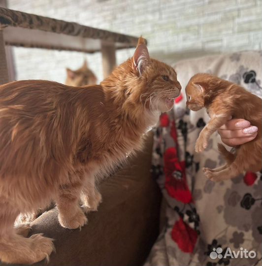 Котята мейнкун бронь