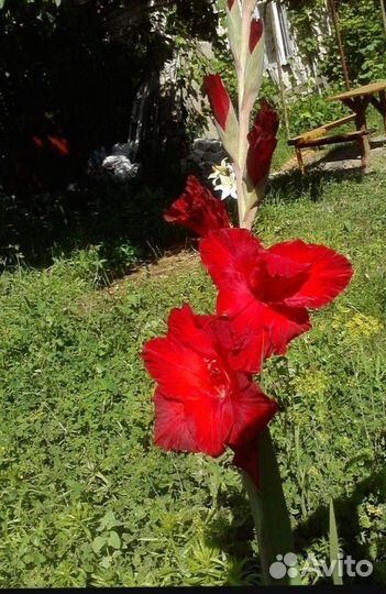 Гладиолусы луковицы