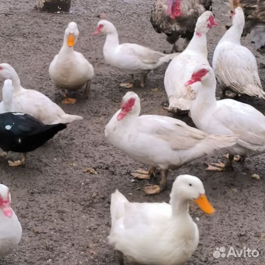 Индоутка мускусная утка