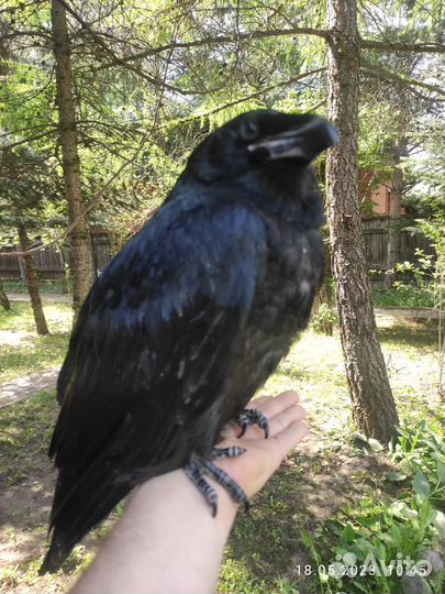 Алтайский ворон