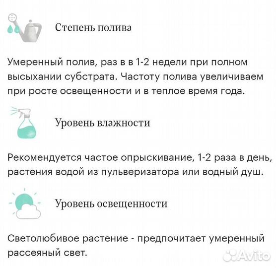 Монстера манки маск
