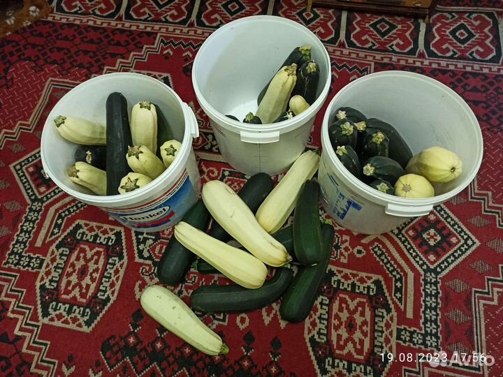 Кабачки домашние