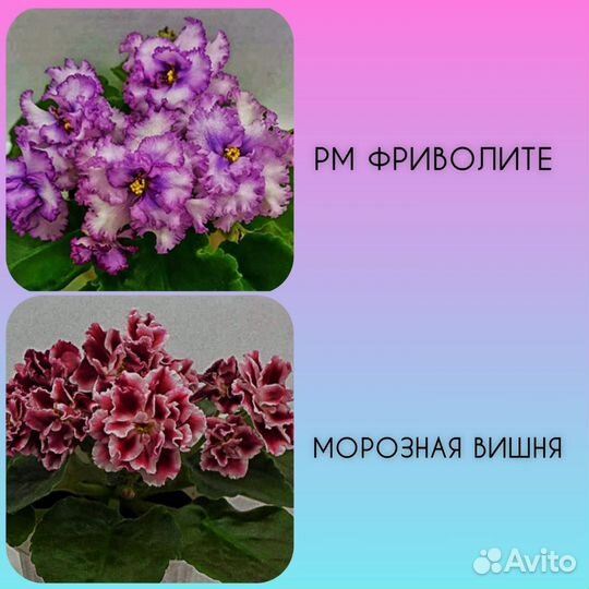 Детки сортовых фиалок