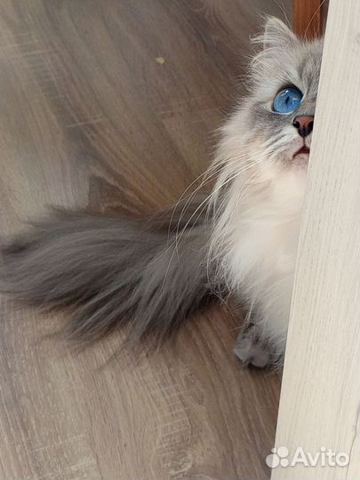 Котята Невские маскарадные