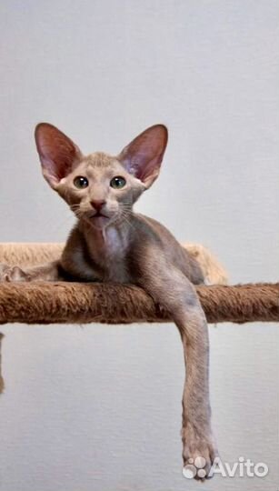 Ориентальная