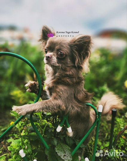 Лиловый кобель чихуахуа на вязку