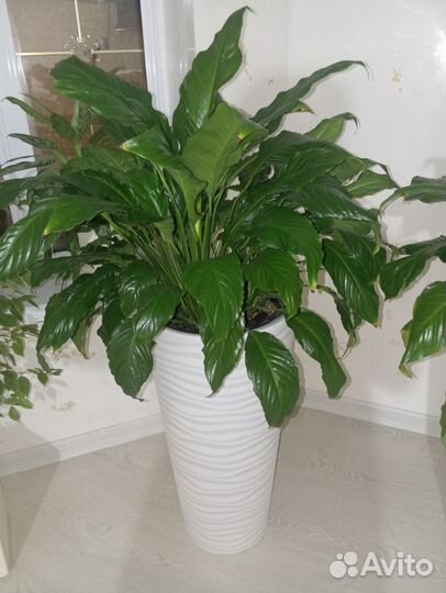 Спатифиллум