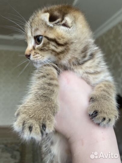 Бесплатно котята