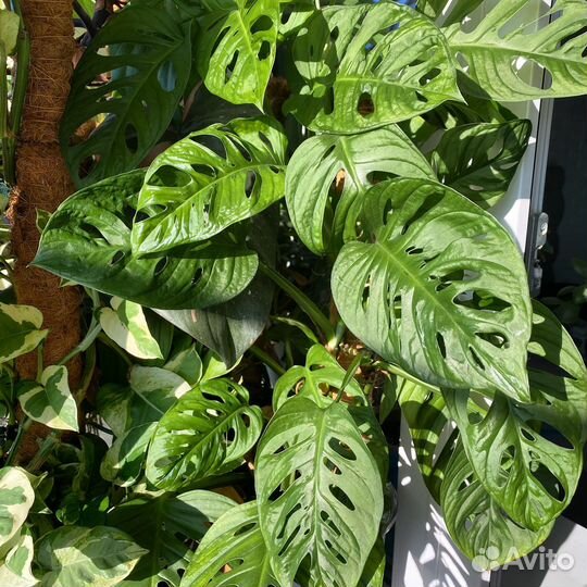 Монстеры и эпипремнумы на срез