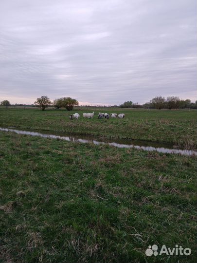 Козы и бараны