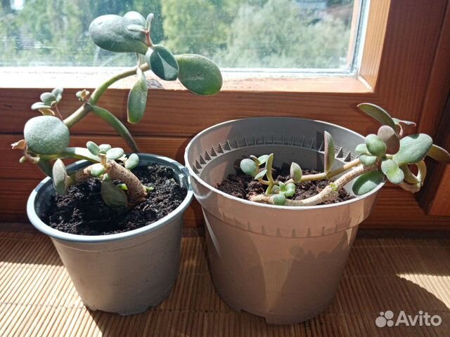 Толстянка(денежное дерево)