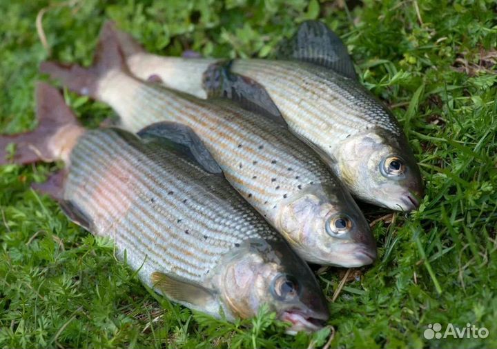 Хариус оптом