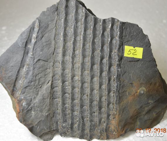 Сигиллярия Sigillaria sp. и Каламиты Calamites sp