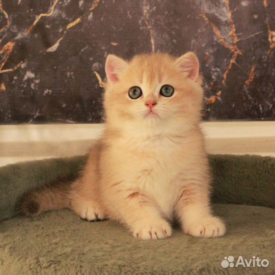 Котик британский