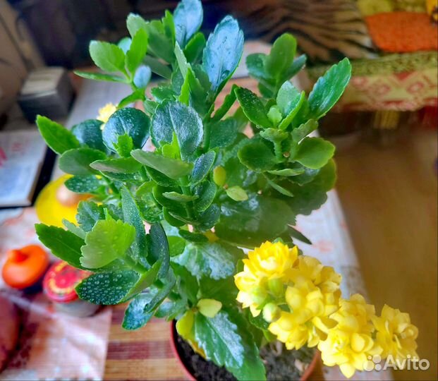 Комнатные цветы каланхоэ