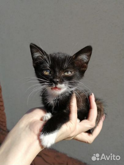 Котенок в дар
