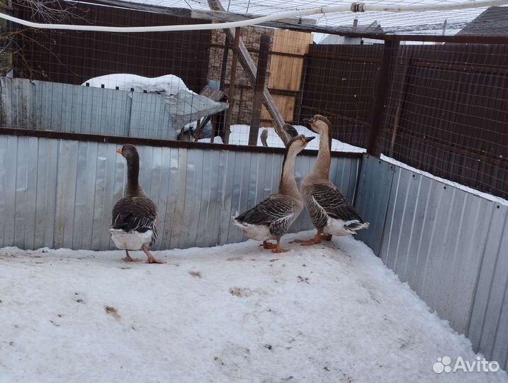 Гусь Холмогорский