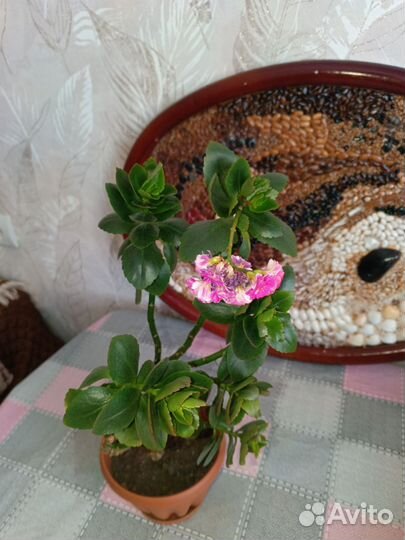 Комнатные цветы