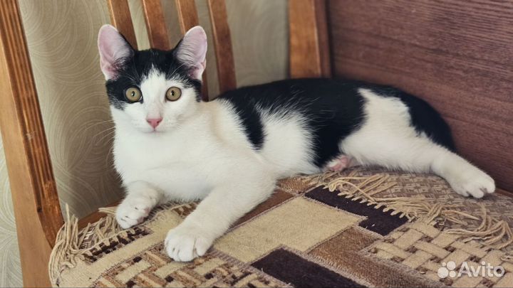 Отдам в добрые руки котика