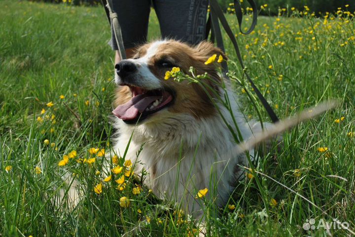 Собака метис Бордер колли