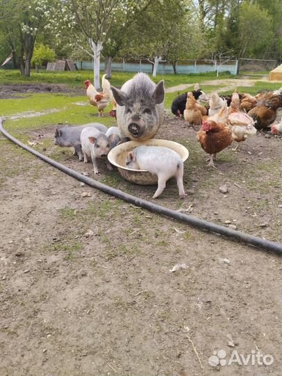 Вьетнамские веслобрюхии поросята