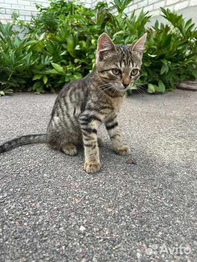 Котенок в дар бесплатно