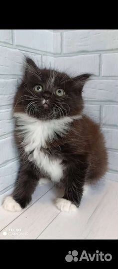 Котята мейн-кун