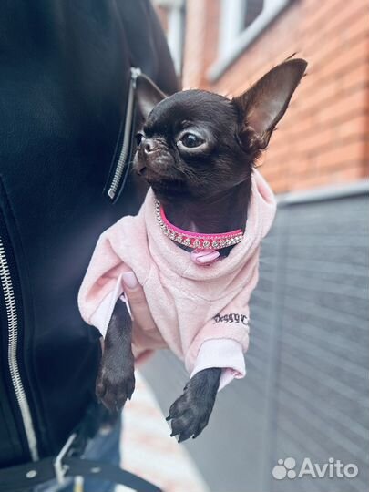 Супер мини чихуахуа