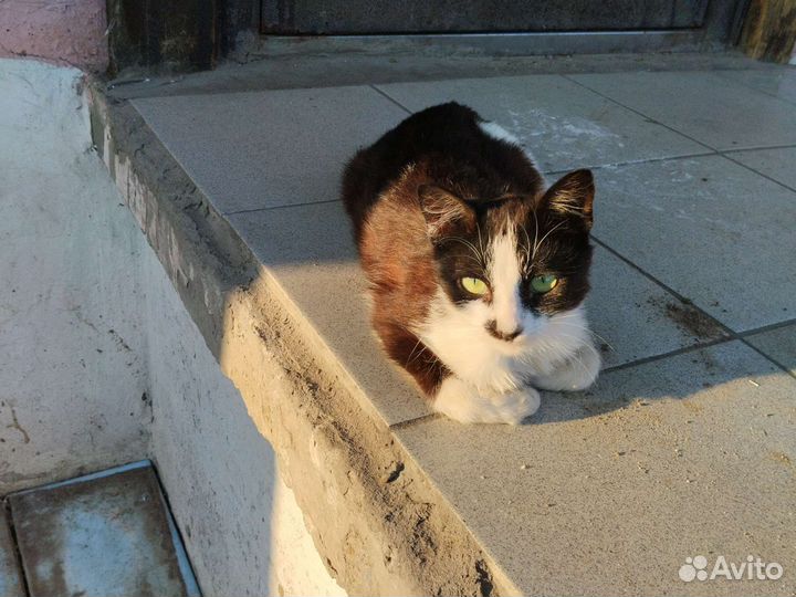 Кошка в дар бесплатно