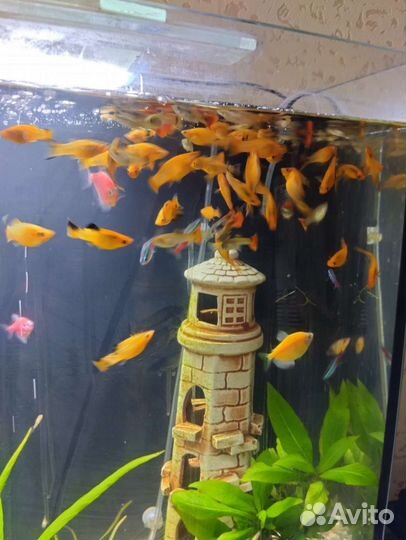 Моллинезии