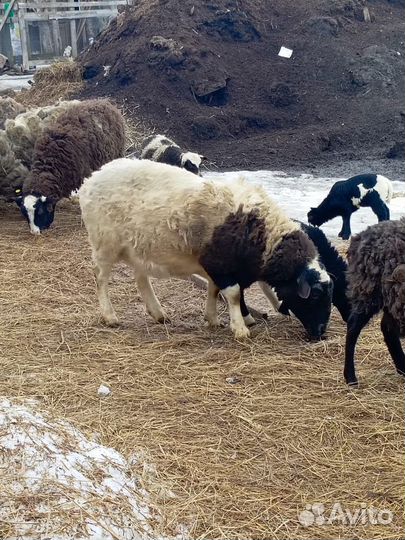 Овцы бараны